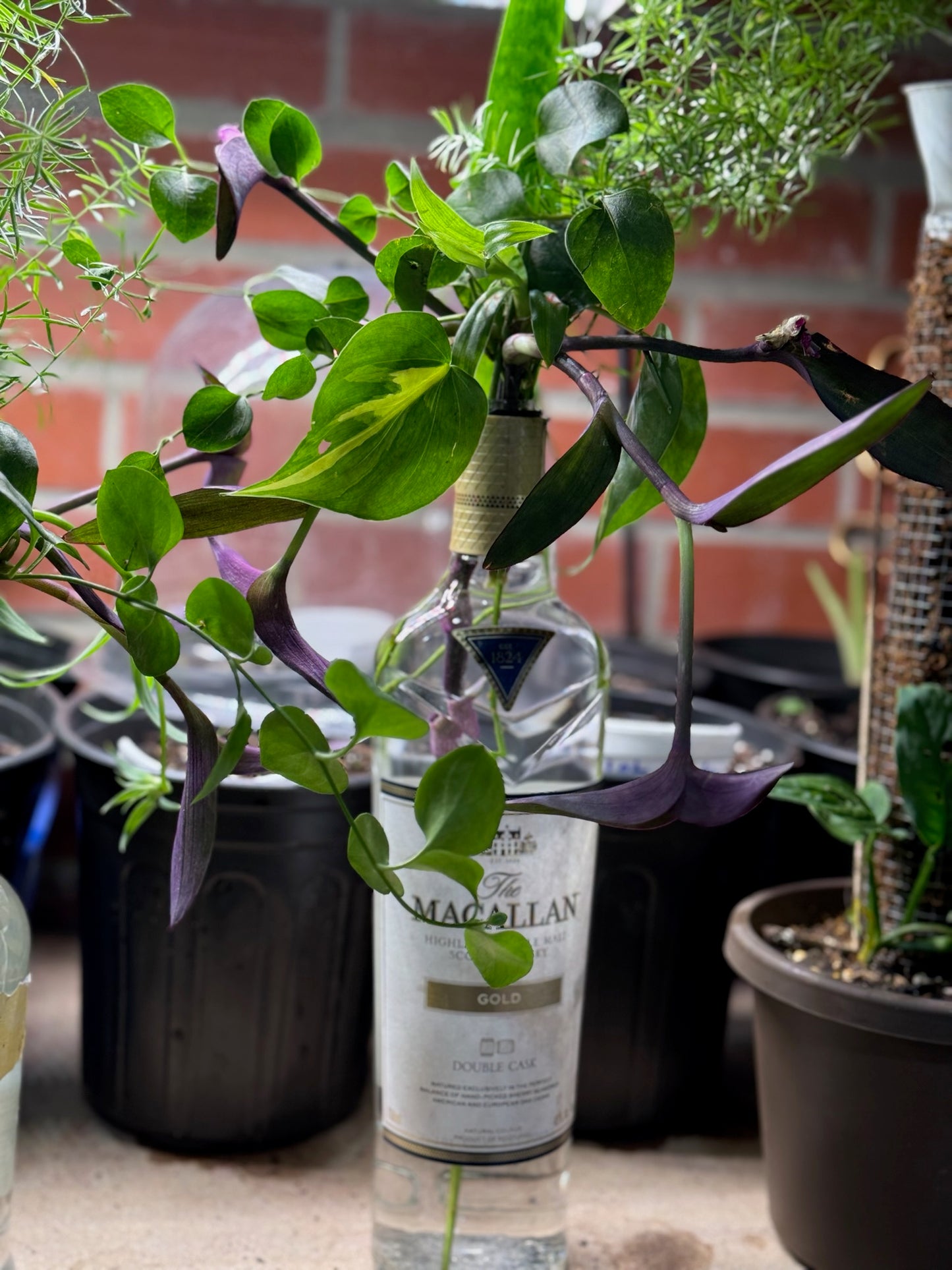 Premium Upcycled McAllan Liquor Bottle Planter with Fresh Cuttings | Mobile Delivery Pearl MS