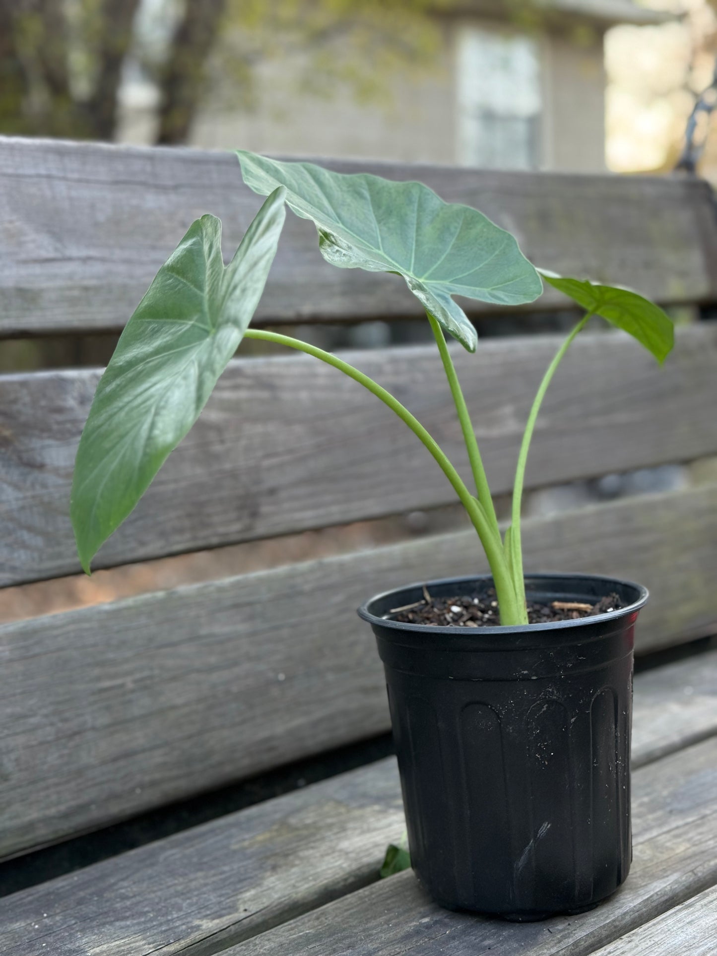 Giant Upright Alocasia Elephant Ear Starter Plants | Pearl MS Delivery