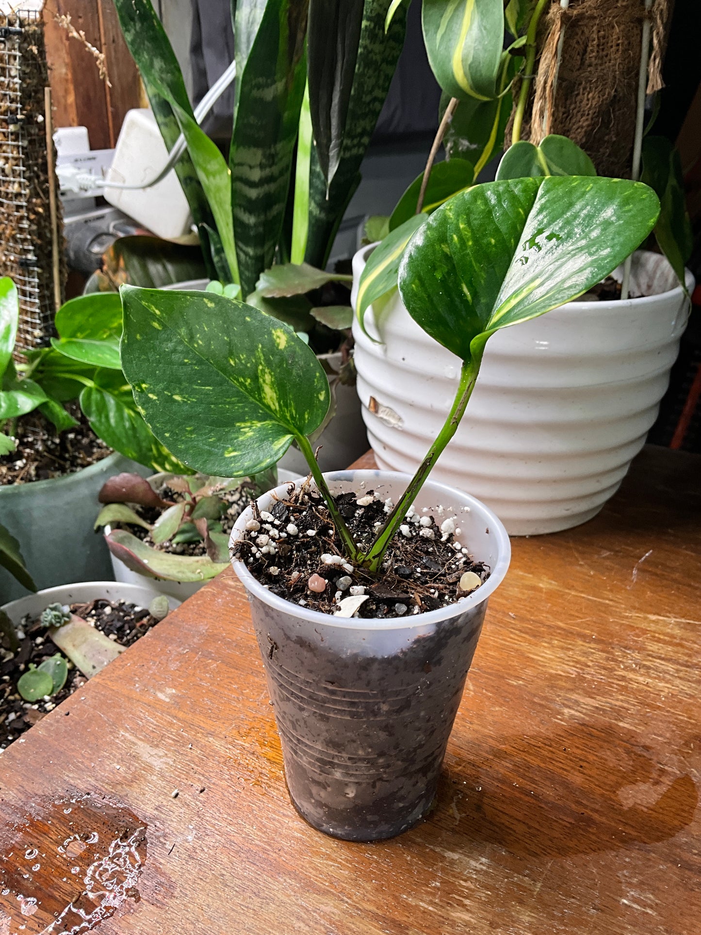 Golden Pothos Starter Plant in 2-Inch Pot | Rooted Cutting | Easy Trailing Houseplant – Bird & Bloom Pearl, MS