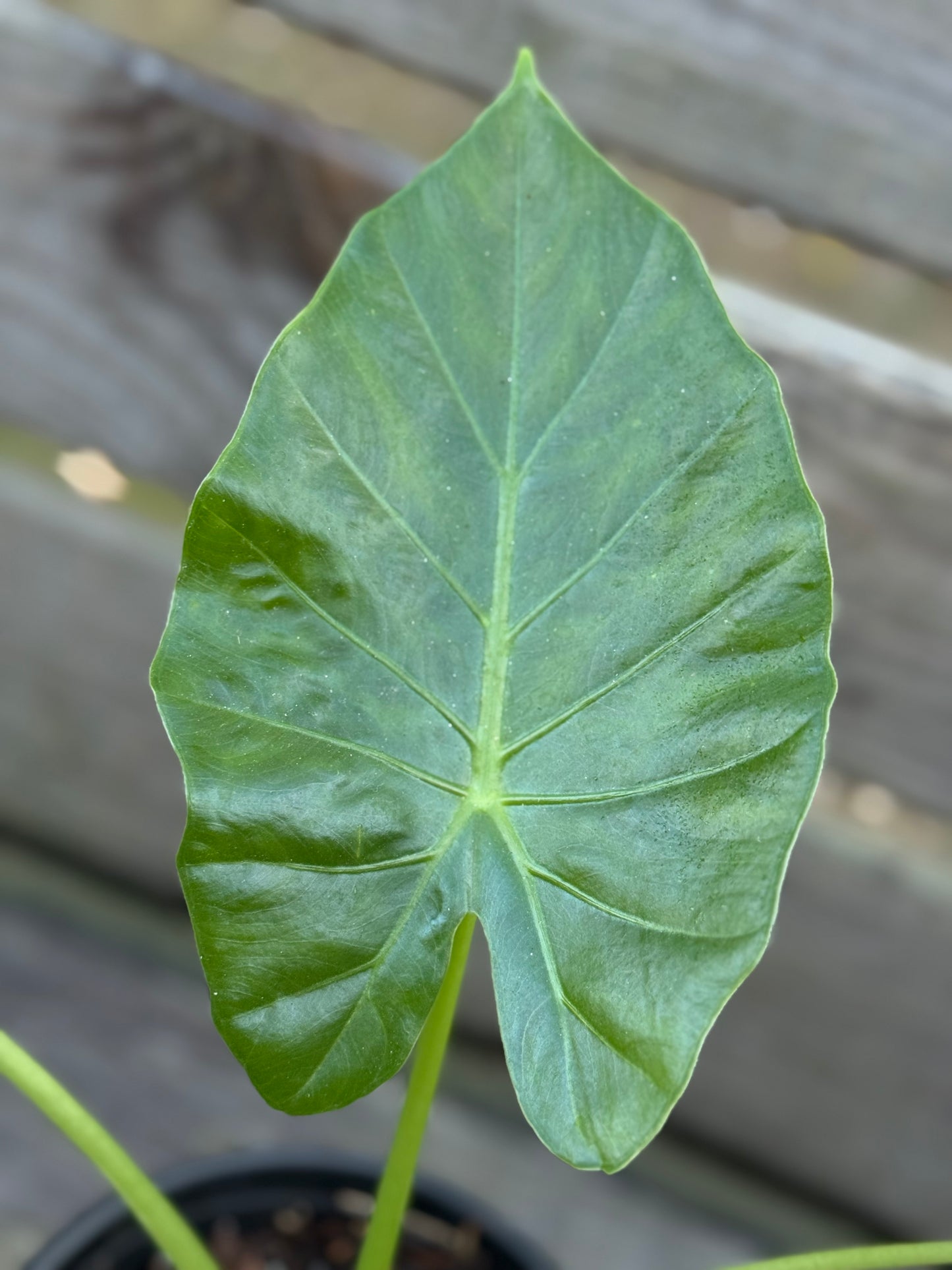 Giant Upright Alocasia Elephant Ear Starter Plants | Pearl MS Delivery