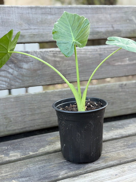 Giant Upright Alocasia Elephant Ear Starter Plants | Pearl MS Delivery