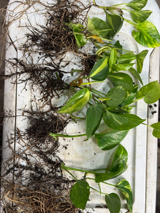 Rooted golden pothos (Epipremnum aureum) in 2-inch pot from Bird & Bloom, Pearl, Mississippi – easy care trailing houseplant.
