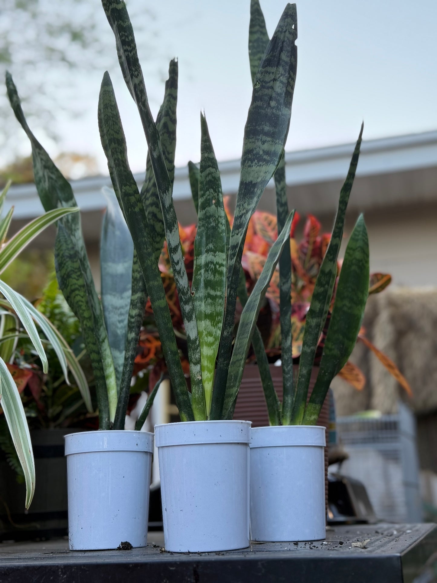 Rooted golden pothos (Epipremnum aureum) in 2-inch pot from Bird & Bloom, Pearl, Mississippi – easy care trailing houseplant.